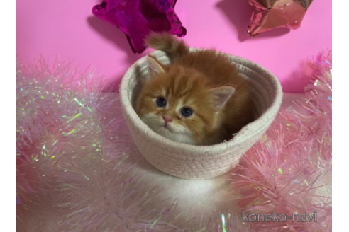 成約済の大阪府のスコティッシュフォールド-68347の5枚目